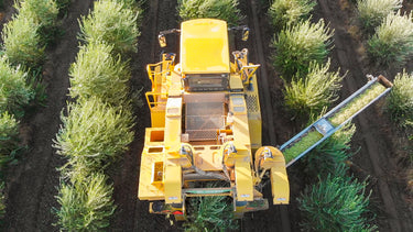 Queen Creek Olive Mill